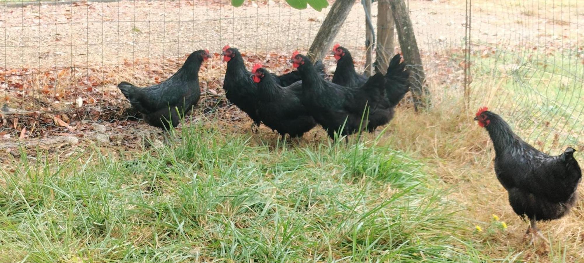 Gite "La Grange Aux Oiseaux" Domaine De Fonpeyroune Conne-de-Labarde Екстер'єр фото